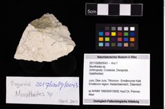 Foto (Objekt + Etikett) von Munitheites sp.  (NHMW-GEO-2017-0089-0043)
